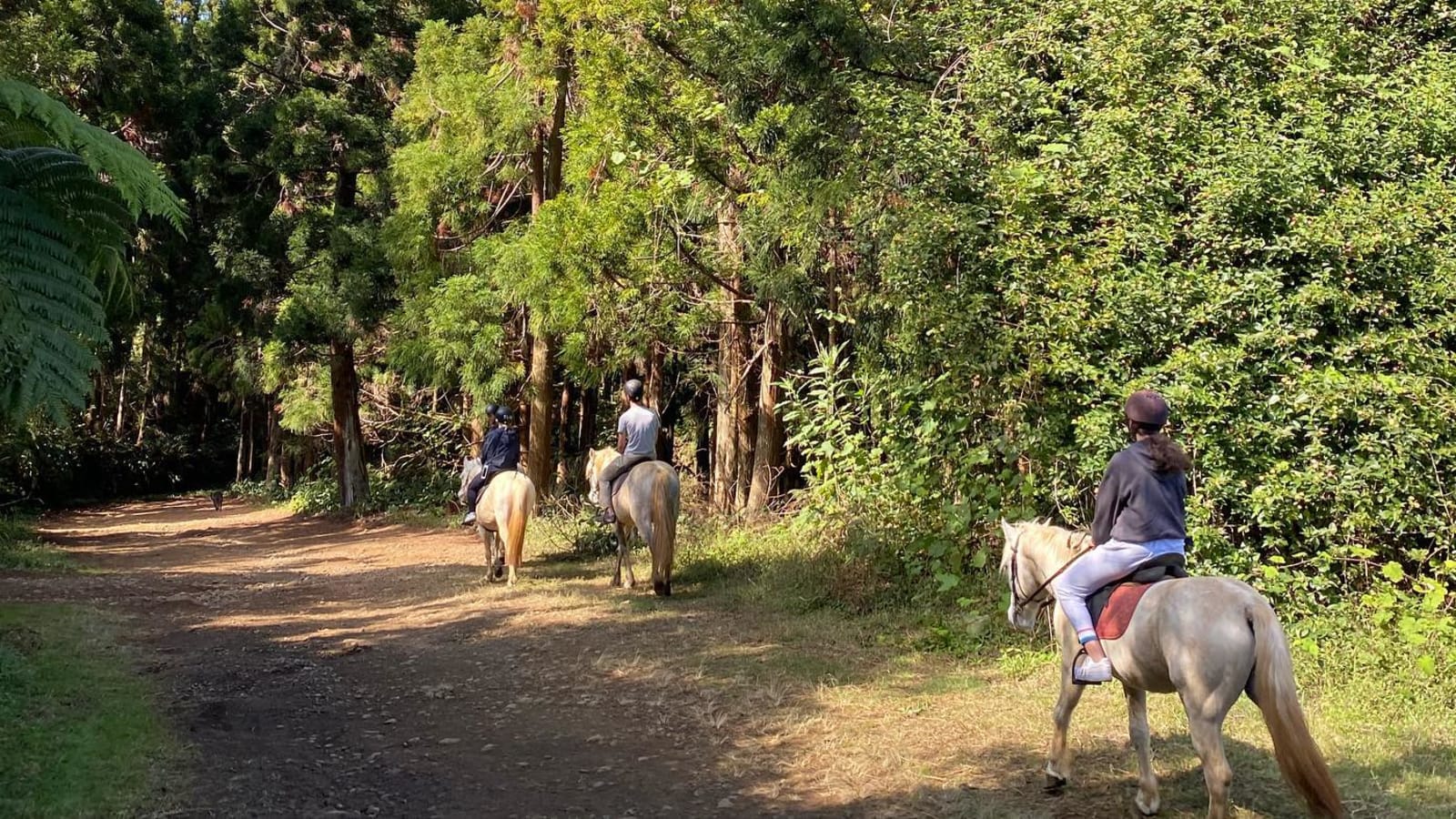 Balade équestre Les chevaux du Maido sur les hauteurs du Piton Maïdo, La Réunion