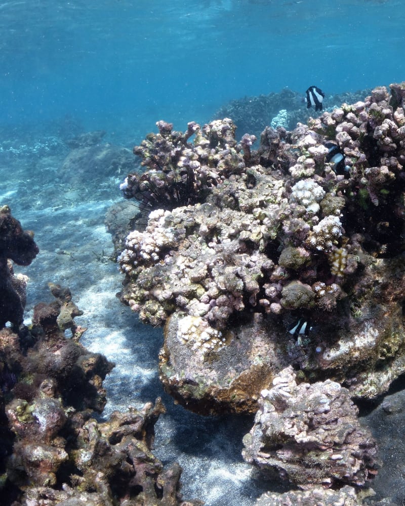 Massif de corail posé sur un fond de sable clair, quelques poissons rayés noir et blanc autour