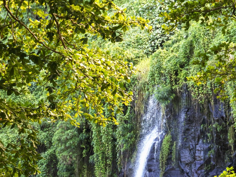 Cascade étroite sur une paroi de roche sombre, encadrée de lianes et de branches feuillues