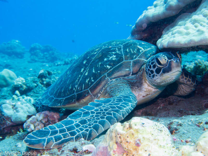 Tortue marine posée sur le fond, la tête sous un bloc de corail, entourée de coraux clairs