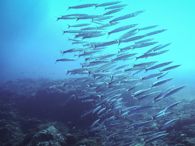 Banc de poissons argentés effilés nageant en colonne au-dessus d'un fond rocheux sombre