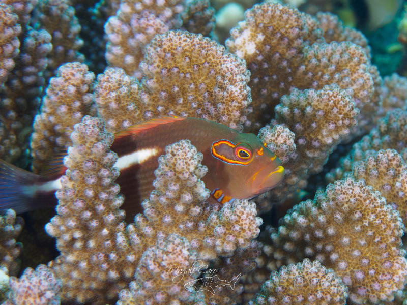 Petit poisson rouge barré de blanc, l'œil cerclé d'orange, posé entre les branches d'un corail