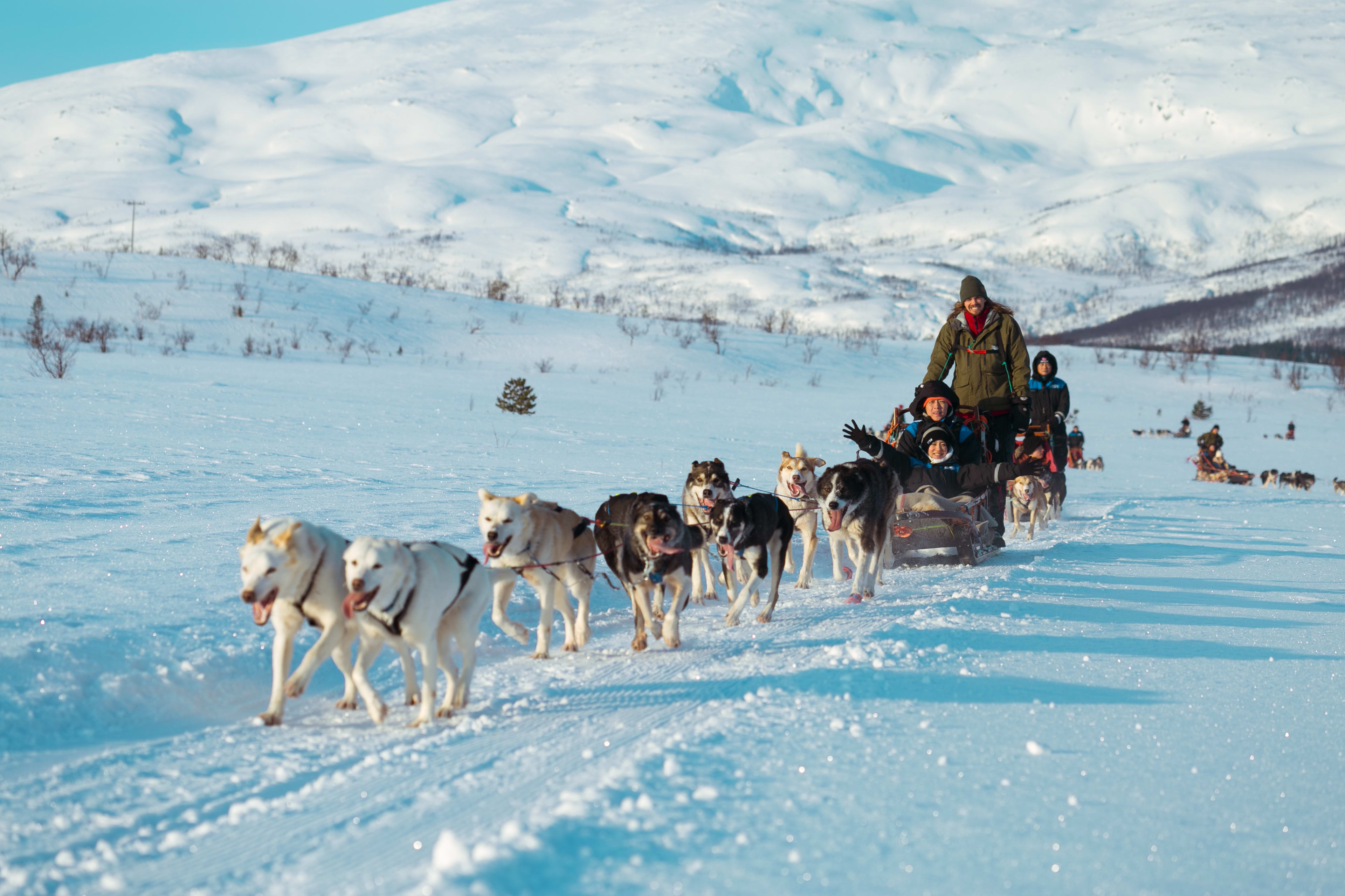 Dog Sledding in Snowy Tromsø 