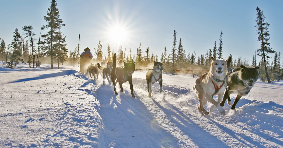 Chiens de traîneau à Kiruna