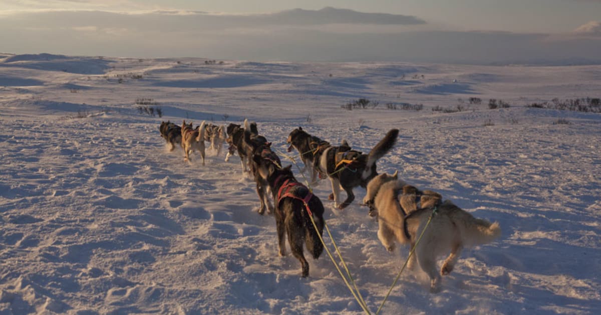 chiens de traîneau à Tana 