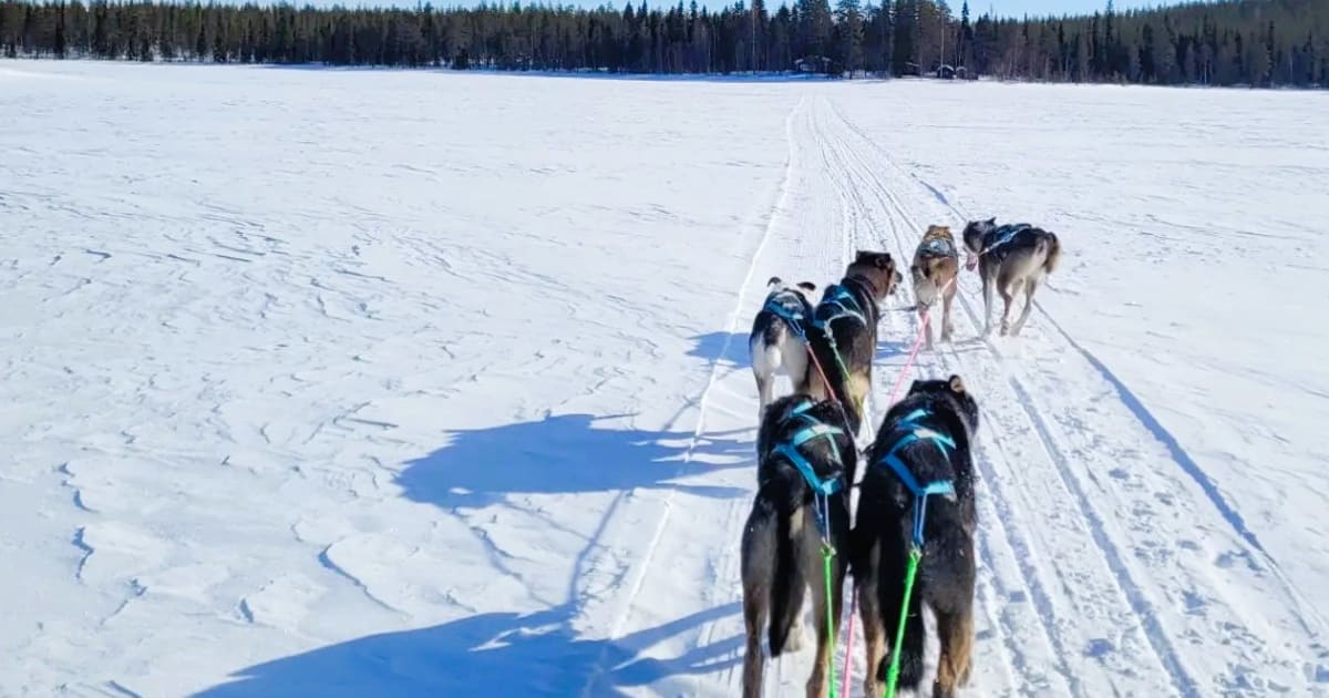 chiens de traîneau à Inari