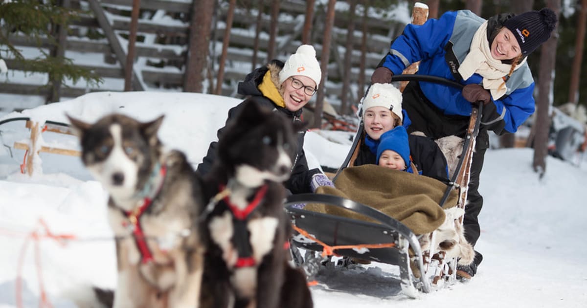 Chiens de traîneau à Ylläs