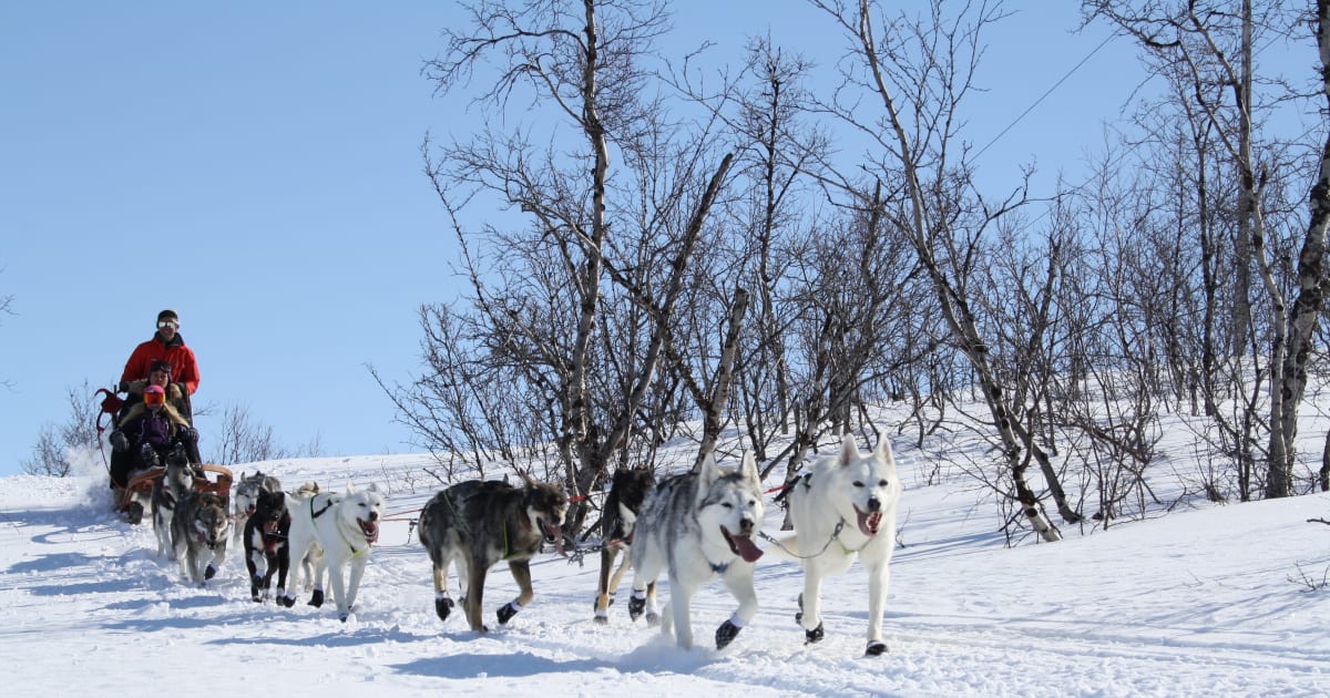 Chiens de traîneau à Abisko
