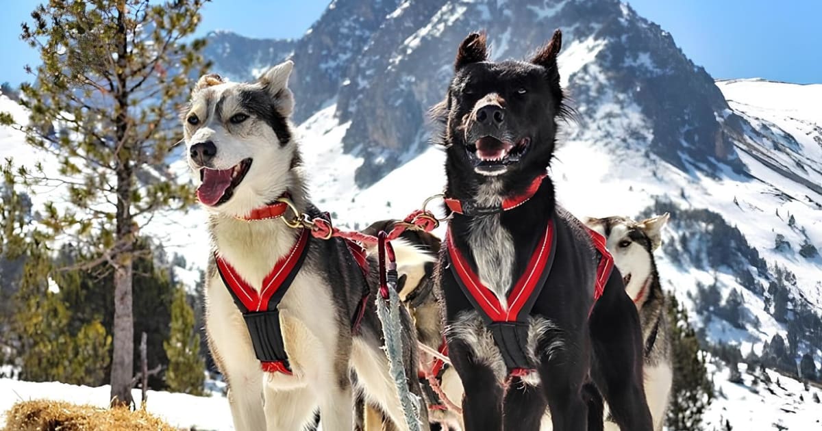 Chiens de traîneau à Andorre