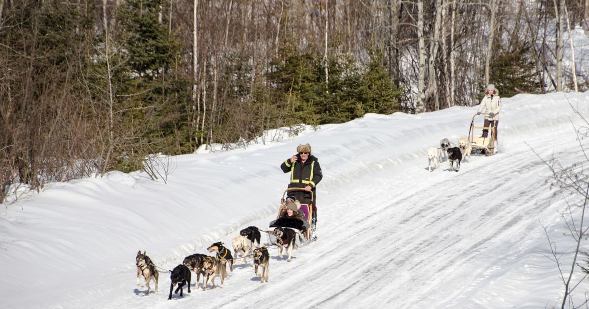 Chiens de traîneau à Saguenay-Lac Saint-Jean