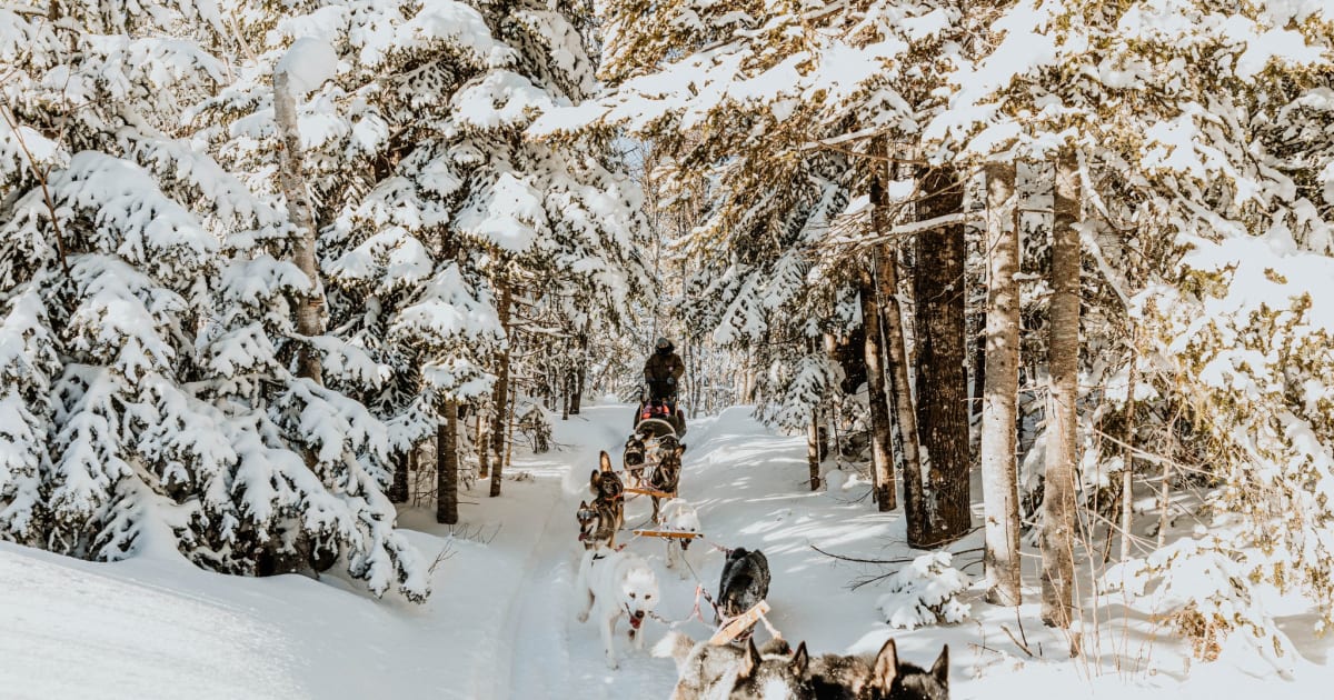 Chiens de traîneau à Gaspésie