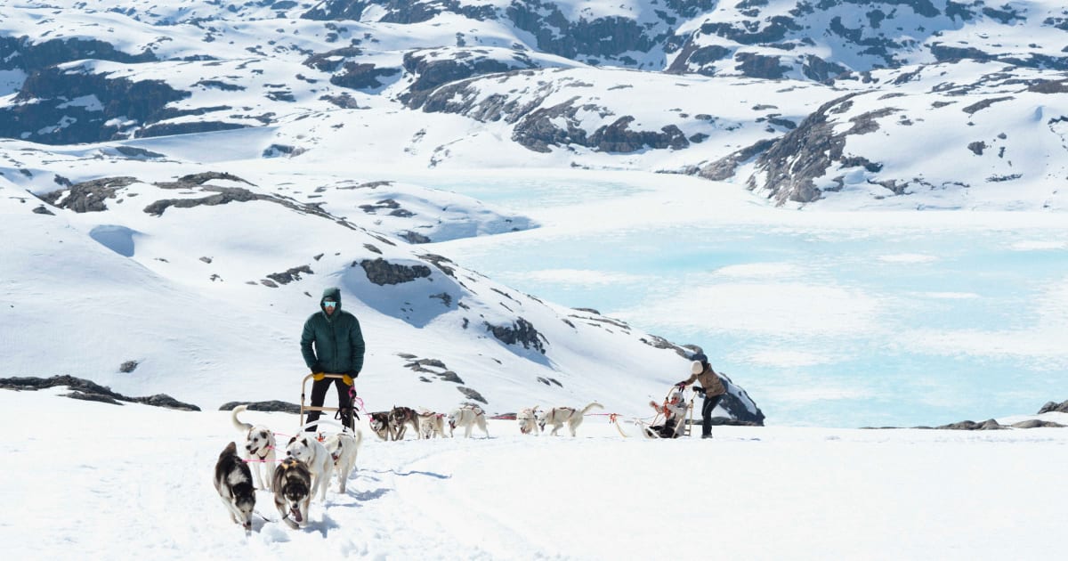 Chiens de traîneau à Jondal