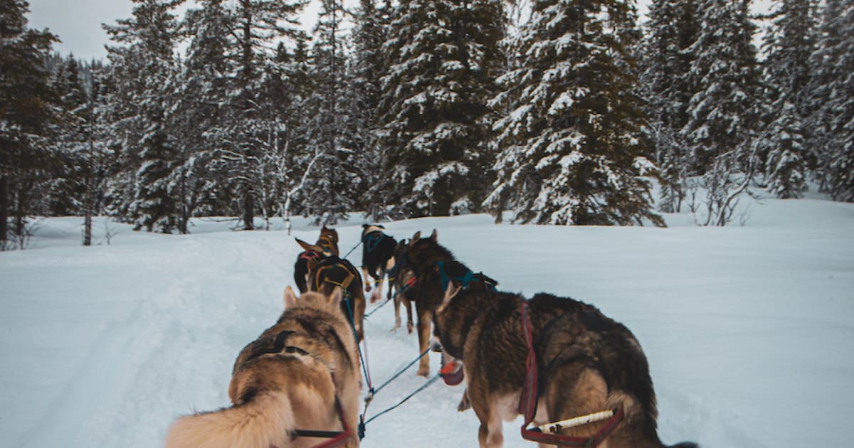 Chiens de traîneau à Mosjøen