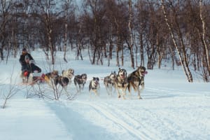 Safari guiado en trineo de perros desde Kirkenes