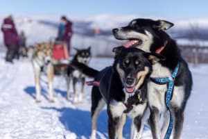 Excursion familiale privée en chiens de traîneau et massage des huskys au départ de Kiruna