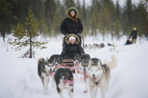 Visita a una granja de huskies y Trineo de perros desde Rovaniemi