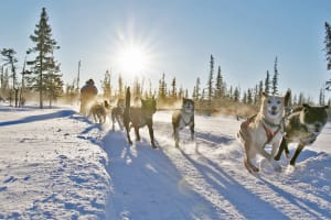 Safari en chiens de traîneau avec « fika » suédois traditionnel à Kiruna