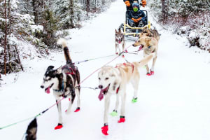 Safari en Trineo de Perros con Café alrededor de la Hoguera desde Rovaniemi