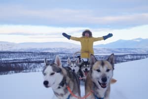 Self-drive Dog Sledding Tour in Abisko