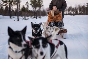 Cours privé de chiens de traîneau et de protection des animaux au départ de Kiruna