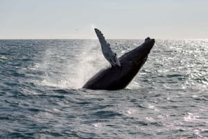 Whale Watching and Northern Lights Boat Tour from Reykjavik