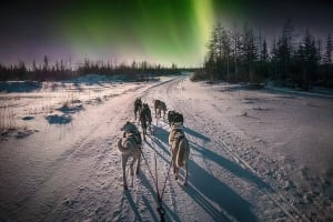 Trineo de perros bajo la aurora boreal desde Rovaniemi