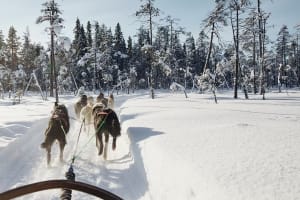 Paseo en Trineo de Perros por el Pueblo de Papá Noel en Rovaniemi
