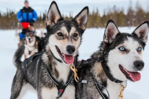 Hundeschlittensafari für Fortgeschrittene auf eigene Faust in Ylläs