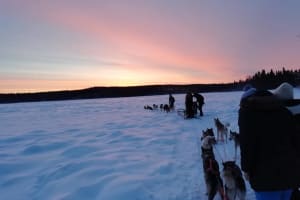 Evening Self-Drive Dog Sledding Safari in Swedish Lapland from Luleå