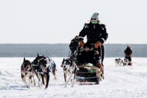 Excursión Matinal Autoguiada en Trineo de Perros desde Rovaniemi
