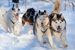 Paseo en Trineo de Perros Autodirigido cerca de Rovaniemi