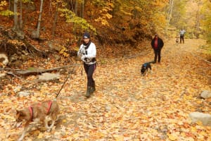 Entdecken Sie Canicross in der Nähe von Montreal