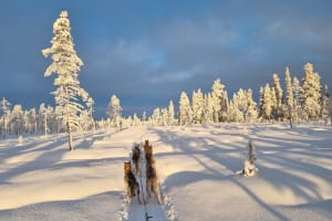 Selbstfahrer-Hundeschlittenausflug in Muonio bei Ylläs