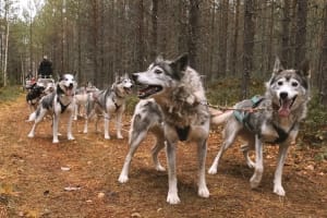 Safari en traîneau à chiens à 4 roues à partir d'Ekorrsele dans le Västerbotten