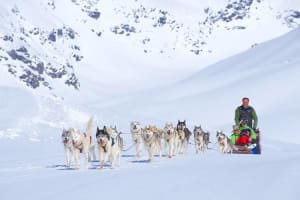 Excursion intermédiaire en chiens de traîneau à partir d'Ekorrsele dans le Västerbotten