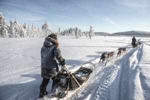Nuit de safari en chiens de traîneau au départ de Kiruna