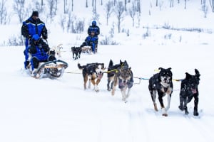 Self-Drive Dog Sledding near the Lyngen Alps from Tromsø