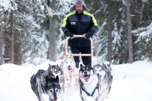 Dog Sledding Trip in the Swedish Lapland from Luleå