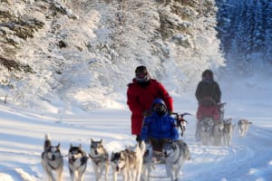 Chiens de traîneau pour débutants à partir d'Ekorrsele dans le Västerbotten