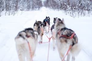 Self-Drive Dog Sledding trip in Swedish Lapland from Luleå