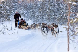 Excursión en trineo de renos, Moto de nieve y Trineo de perros en Rovaniemi