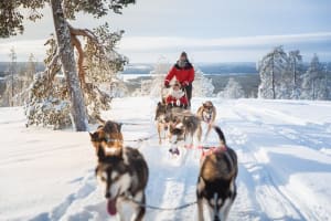 Granja de huskys y Trineo de perros en coche desde Rovaniemi