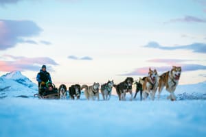 Guided Half-Day Arctic Dog Sledding Ride in Kvaløya from Tromsø