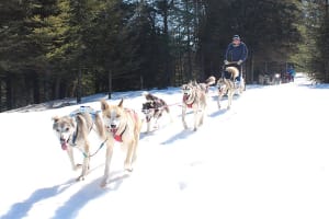 Balade en traîneau à chiens à Rivière-Rouge dans les Laurentides, Québec