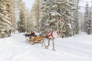 Visite d'une ferme d'élevage de rennes et promenade en traîneau depuis Rovaniemi