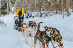 Balade en traîneau à chiens dans les Hautes-Laurentides, Québec