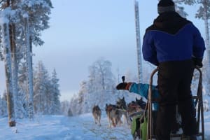 Excursión en moto de nieve y trineo de perros en Rovaniemi