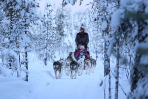 Paseo en trineo tirado por perros desde Rovaniemi, en Laponia
