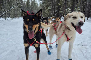 Chiens de traîneau dans le Yukon au départ de Whitehorse