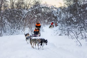 Beginner Self-Drive Dog Sledding Safari from Tromsø